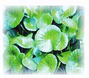 Centella Asiatica Belamour Cream Ingredient