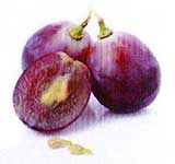 Grape Seeds Extract Belamour Cream Ingredient