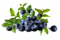 Bilberry