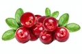 Cranberry